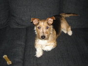 honden foto van bruce & marijke 