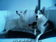 honden foto van Delightful Sky