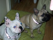 honden foto van Esther