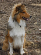 honden foto van Wim & Mexx