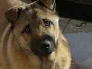 honden foto van Patricia