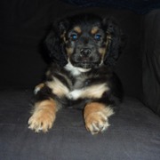 honden foto honden foto van john