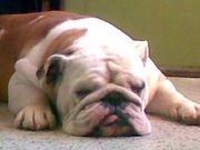 honden foto van veronique