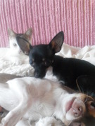 honden foto van Loving.My,dogs