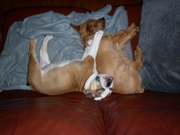 honden foto honden foto van john