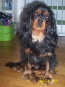 honden foto van Wendo