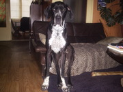 honden foto honden foto van marise