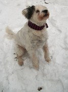 honden foto van Amalia