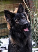 honden foto van Ilse