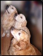 honden foto van janny