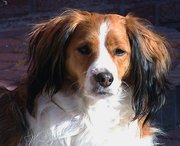 honden foto van Joeri en Marlow