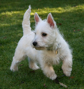 honden foto van Lia