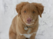 honden foto van Cotje