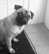 honden foto van R&J