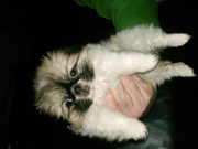 honden foto honden foto van petra