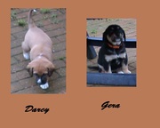 honden foto van Patrick - Darcy en Gera