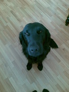 honden foto van love jou SEM!!!!