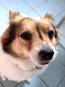 honden foto van Chilam