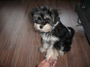 honden foto van Woud