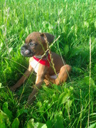 honden foto honden foto van Erica