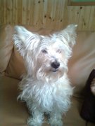 honden foto van inge 