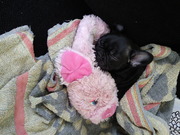 honden foto van sharon