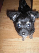 honden foto van Jayla Chloe