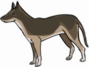 honden foto van monique