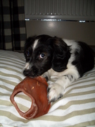 honden foto honden foto van Herma Kuikhoven