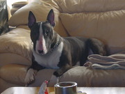 honden foto van monika