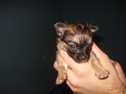 honden foto van Tuur