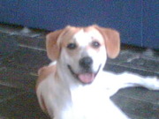 honden foto van Tineke en Luckas