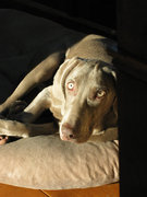 honden foto van Kim Dubbelman