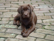 honden foto van Bella