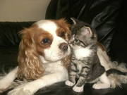 honden foto van Teresia,  Max en Daisy