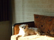 honden foto van annie