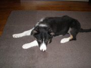 honden foto van Ingrid & Woody