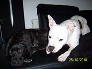 honden foto van maren knooren