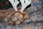 honden foto van Susan&Buddy