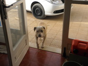 honden foto van marti