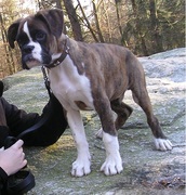 honden foto van Ezra