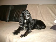 honden foto van Didier