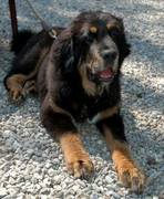 honden foto van Poppy 