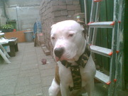 honden foto honden foto van May