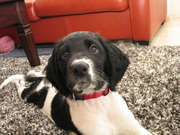 honden foto van Ilse