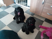 honden foto van Floris & Senna