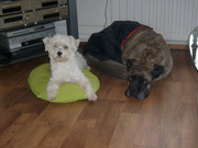 honden foto van G.de Geus