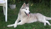honden foto van Tiff en Blanca