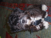 honden foto van jessie