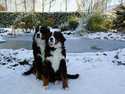 honden foto honden foto van Sanne_Laika